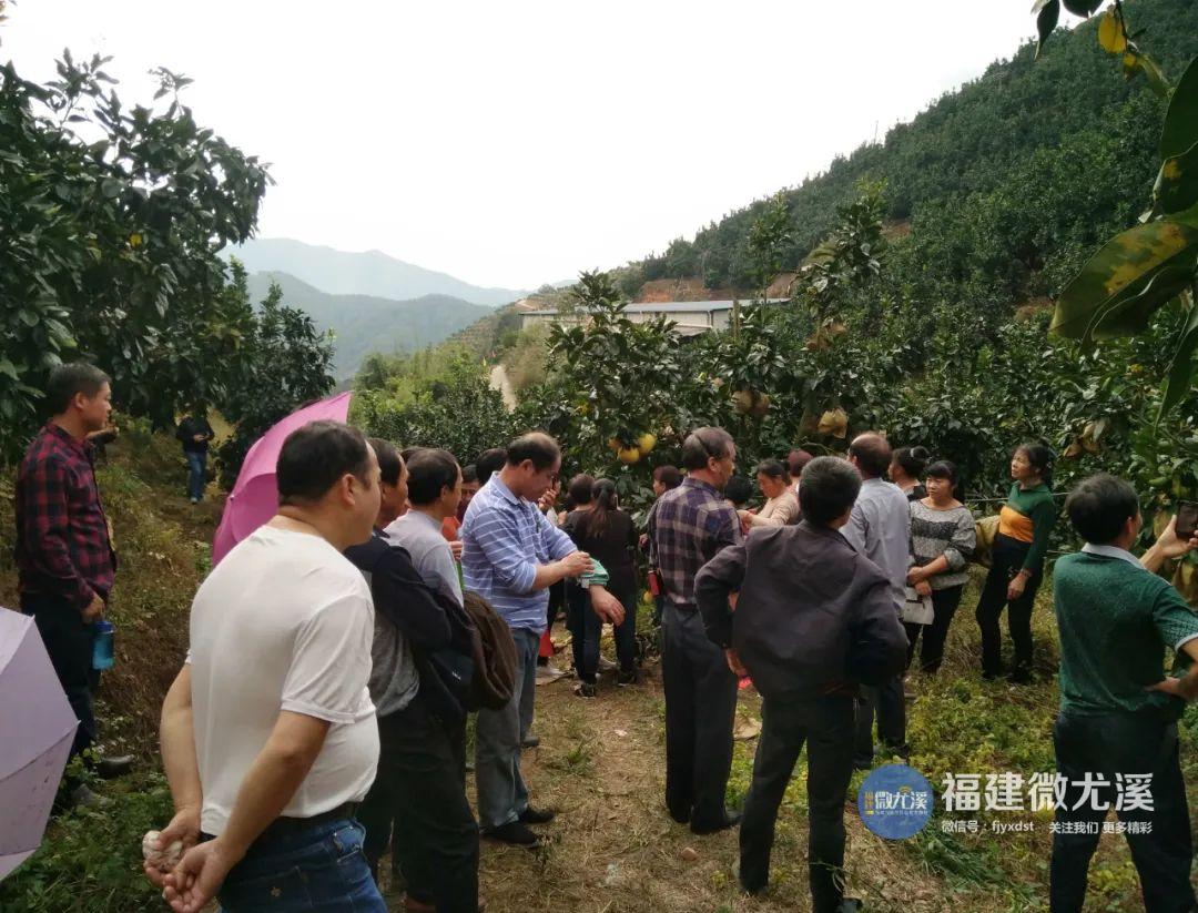 尤溪蔬菜基地_尤溪种植致富项目_致富种植尤溪项目有哪些