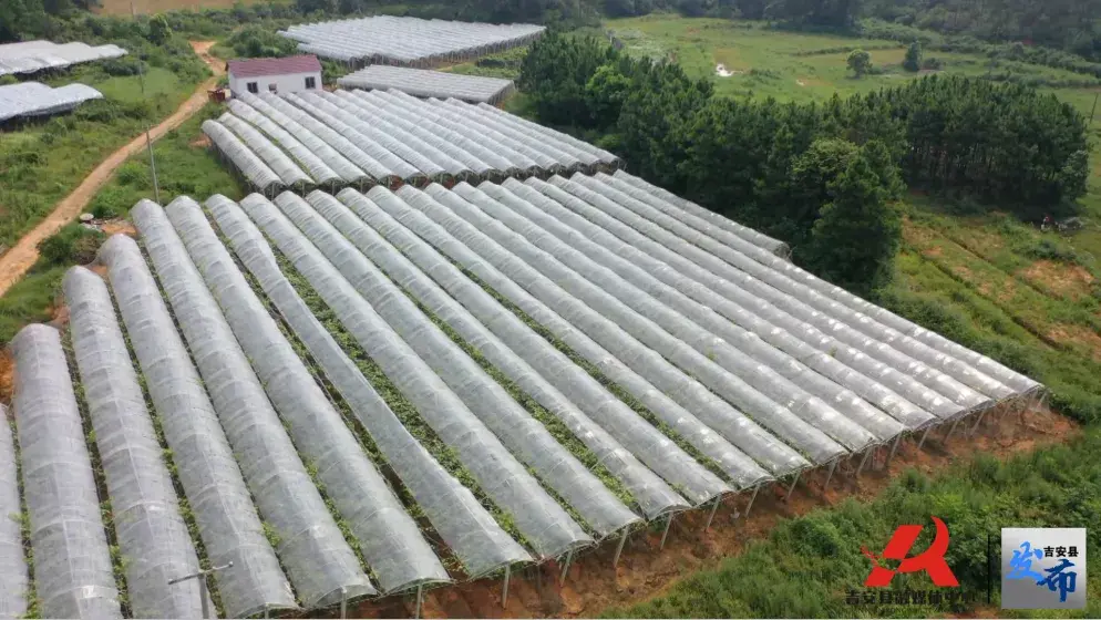 巨峰种植技术视频_种植视频教学_种植技术视频直播