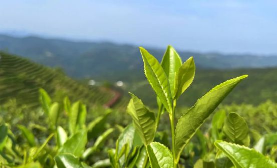 致富种植创业项目_种植高端茶致富_致富好项目种植