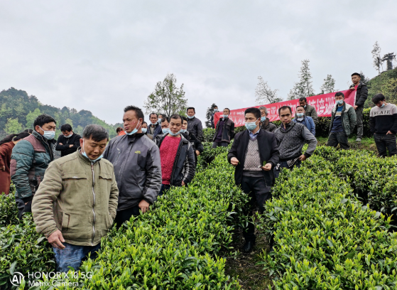 种植高端茶致富_致富种植创业项目_致富种植茶高端名字大全