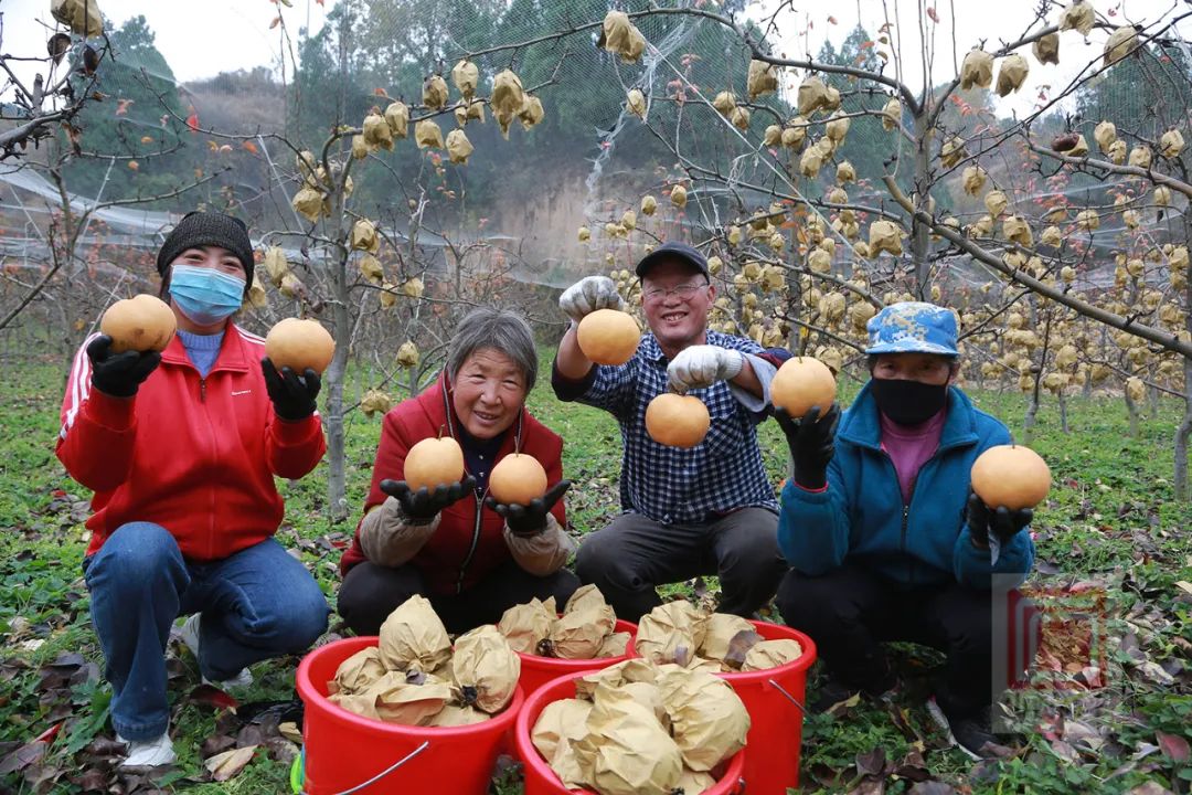 清凉致富种植果园在哪里_清凉致富种植果园地址_清凉种植致富果