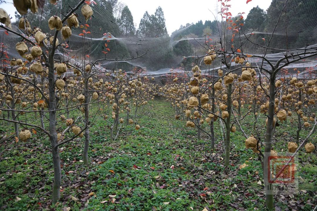 清凉致富种植果园地址_清凉致富种植果园在哪里_清凉种植致富果