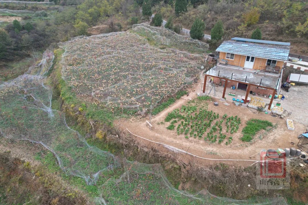 清凉致富种植果园地址_清凉致富种植果园在哪里_清凉种植致富果