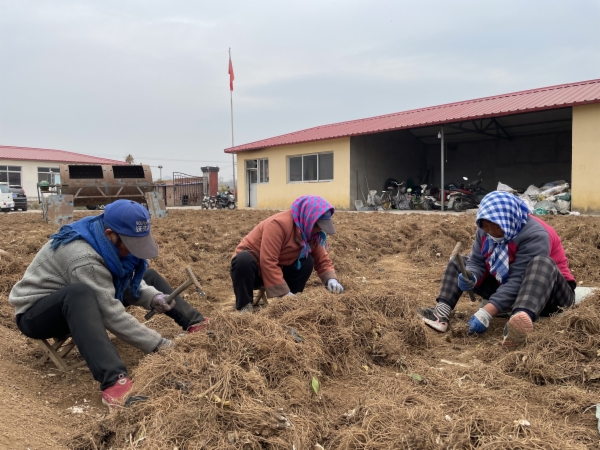 清凉种植致富果_清凉的果子叫什么_清凉致富种植果园图片