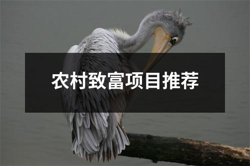 农村致富项目推荐