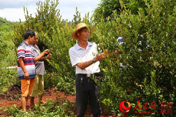 海口琼山发展油茶种植产业 村民有了稳定收入