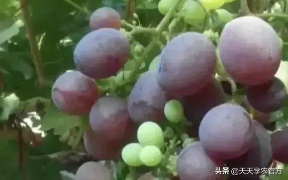 种植技术视频直播_栽培技术视频_巨峰种植技术视频