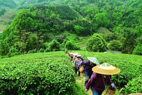 种植高端茶致富_致富种植什么比较赚大钱_致富好项目种植