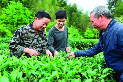 致富好项目种植_致富种植什么比较赚大钱_种植高端茶致富