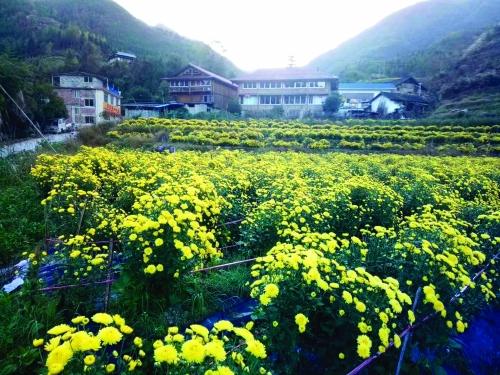 致富种植什么比较赚大钱_致富好项目种植_种植高端茶致富