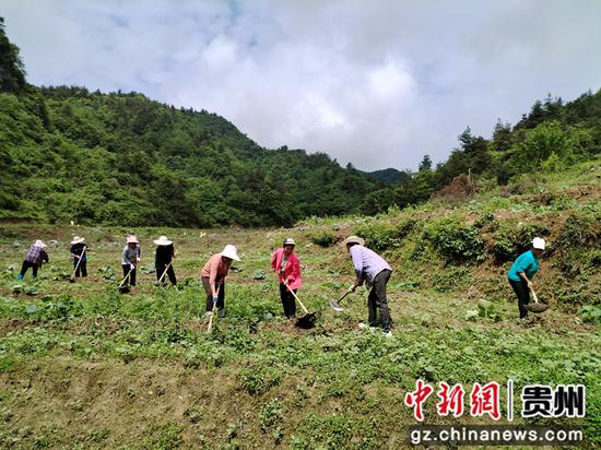 沿河：蜜本南瓜种出致富好门路