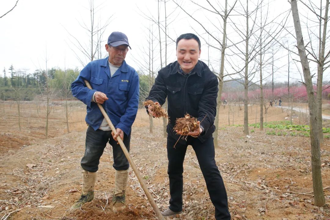 致富种植创业项目_致富好项目种植_种植高端茶致富