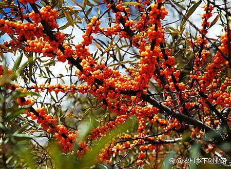 致富冷门种植项目是什么_冷门种植致富项目_致富冷门种植项目有哪些