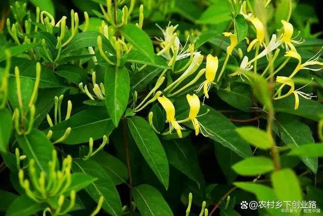 致富冷门种植项目有哪些_冷门种植致富项目_致富冷门种植项目是什么