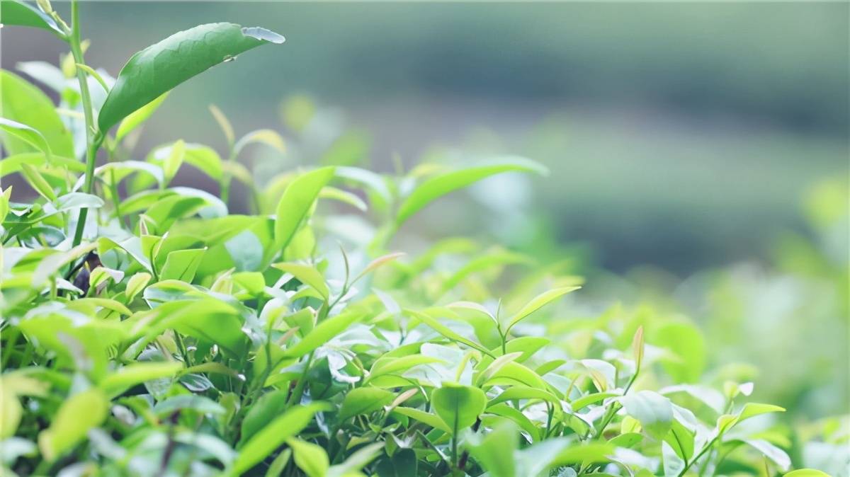 致富种植创业项目_致富种植茶高端产品_种植高端茶致富