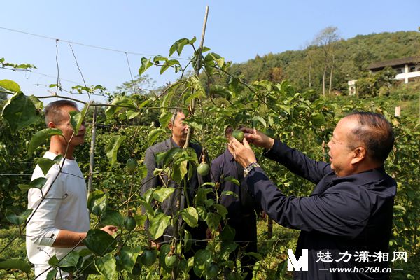 谢雪兵：100余亩百香果敲开致富门