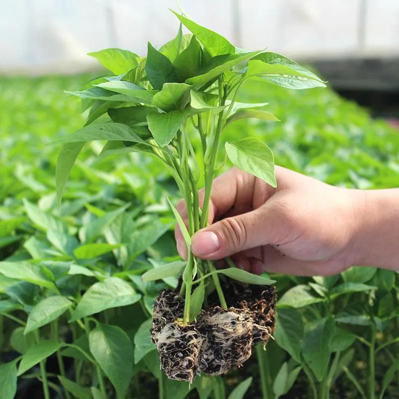 农村种植什么能致富_致富能种植农村土地吗_农村致富种植项目