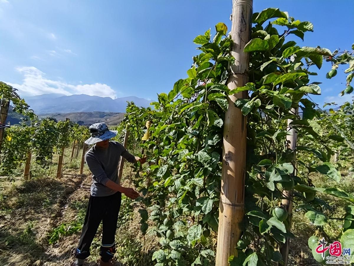 致富经百香果上思县_致富经百香果上思县_致富经百香果上思县