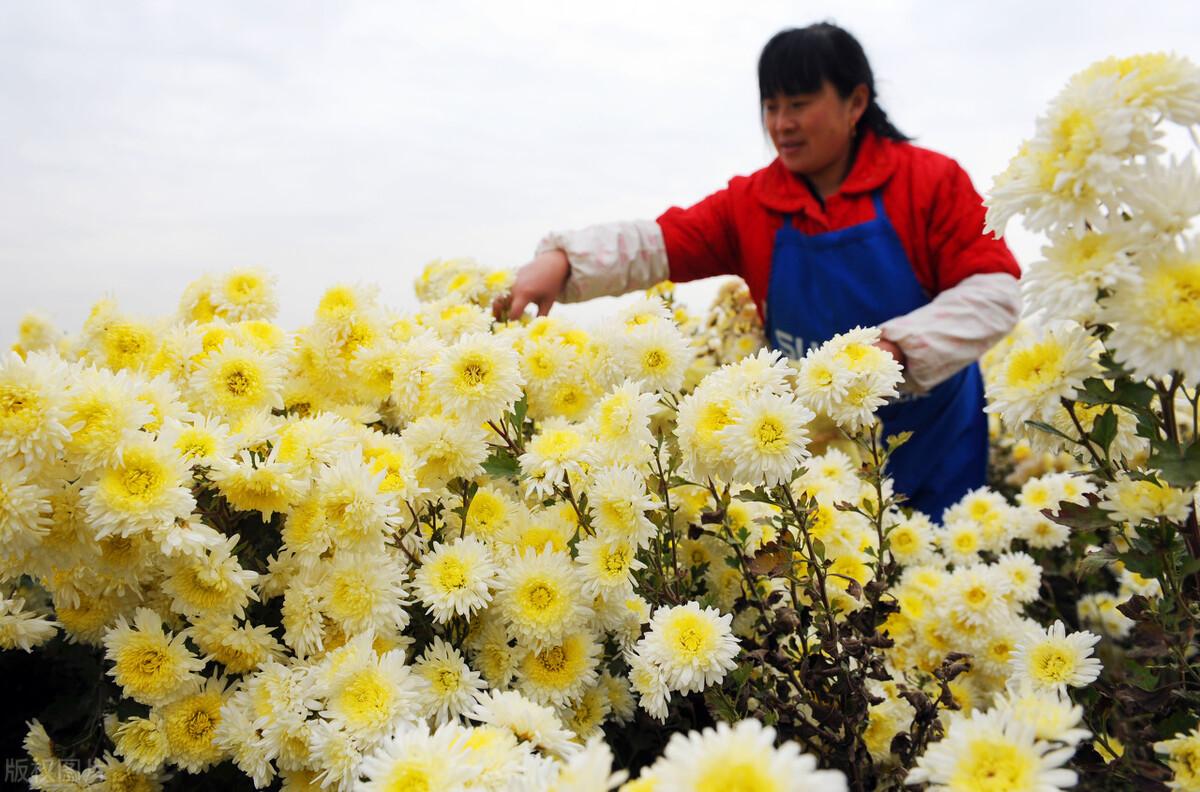 农村种植什么能致富_农村种植什么能致富_农村种植什么能致富