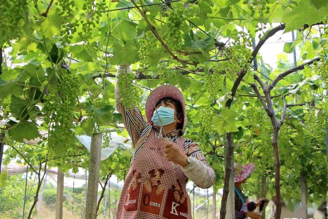 清凉致富种植果园地址_清凉致富种植果园在哪里_清凉种植致富果