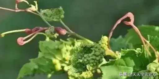 巨峰种植技术视频_农种植技术视频_农业种植视频网站