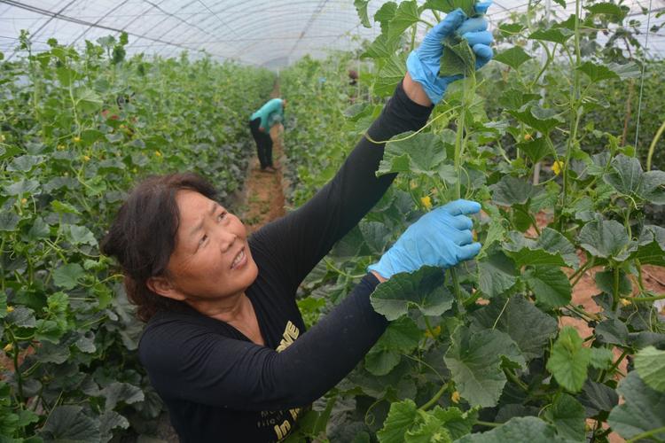 大棚南瓜种植技术视频_南瓜大棚种植技术冷棚养殖_冷棚大棚南瓜种植技术