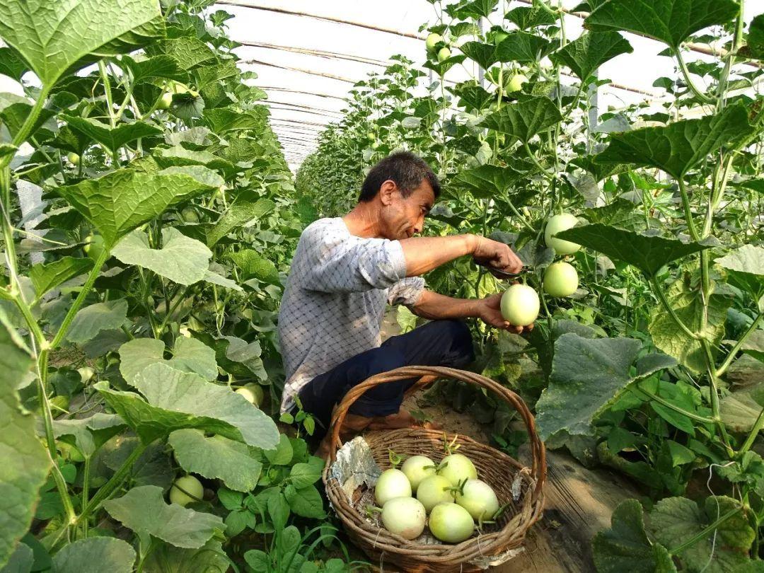 冷棚大棚南瓜种植技术_南瓜大棚种植技术冷棚养殖_大棚南瓜种植技术视频