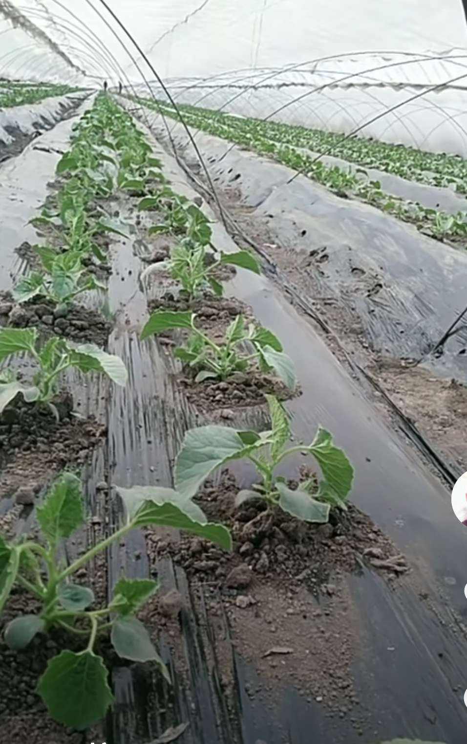 冷棚大棚南瓜种植技术_大棚南瓜种植技术视频_南瓜大棚种植技术冷棚养殖