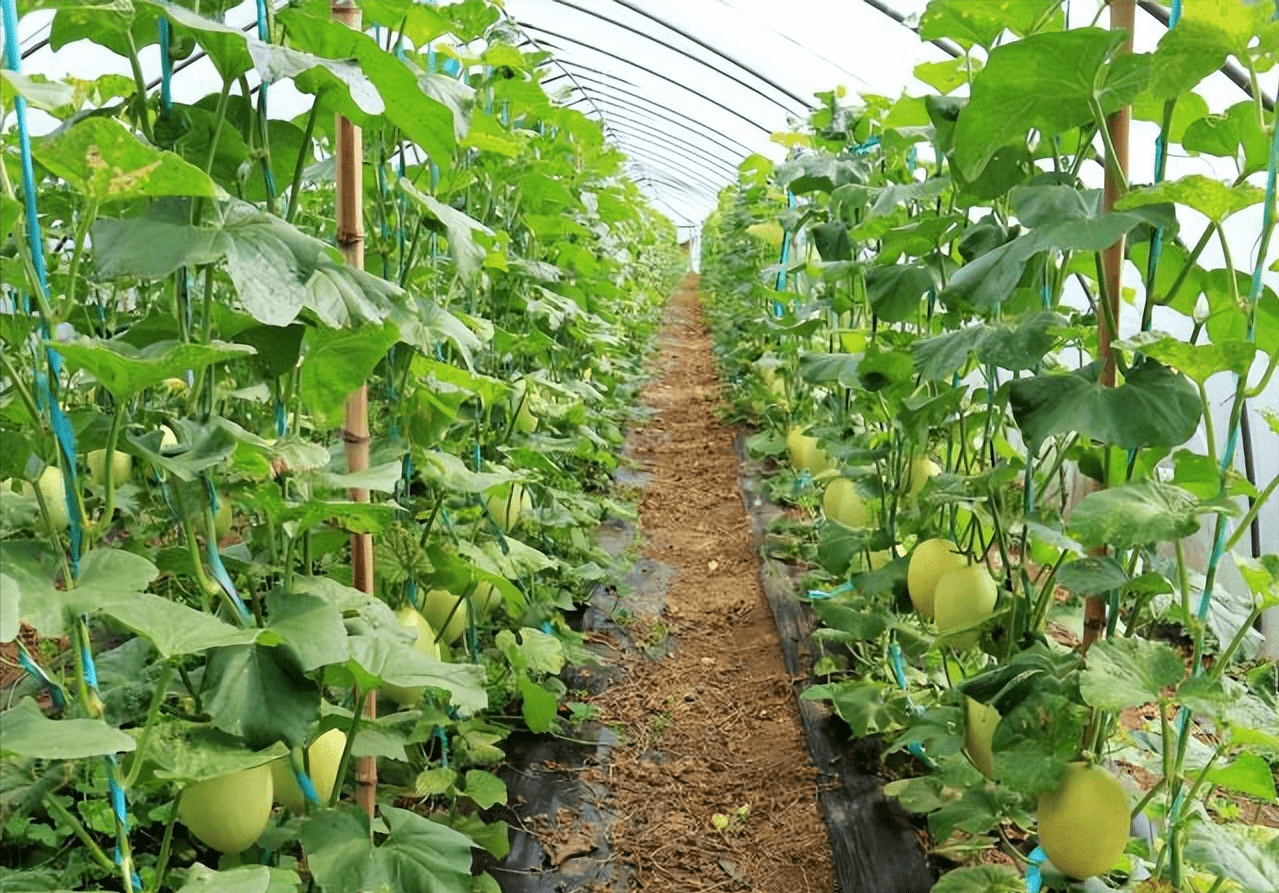 大棚南瓜种植技术视频_冷棚大棚南瓜种植技术_南瓜大棚种植技术冷棚养殖