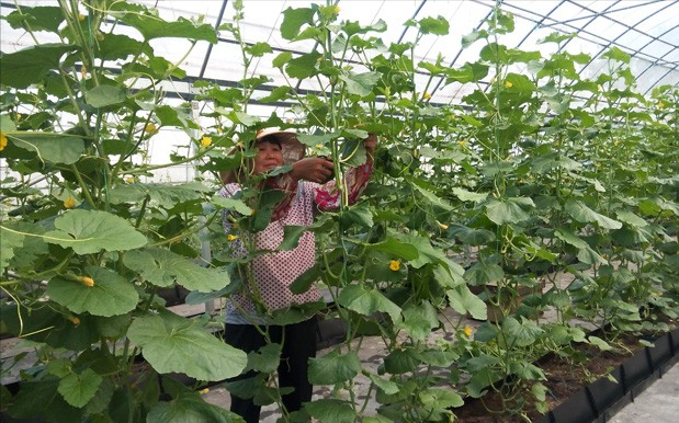 南瓜大棚种植技术冷棚养殖_大棚南瓜种植技术视频_冷棚大棚南瓜种植技术