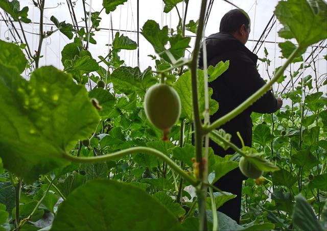 冷棚大棚南瓜种植技术_南瓜大棚种植技术冷棚养殖_大棚南瓜种植技术视频