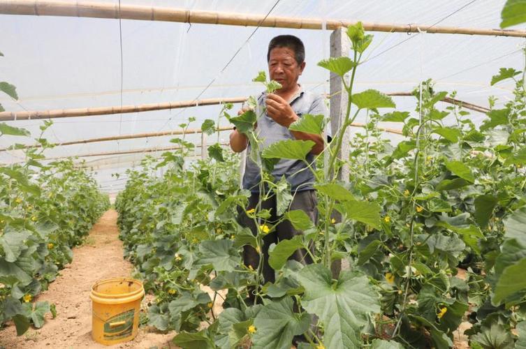 南瓜大棚种植技术冷棚养殖_冷棚大棚南瓜种植技术_大棚南瓜种植技术视频