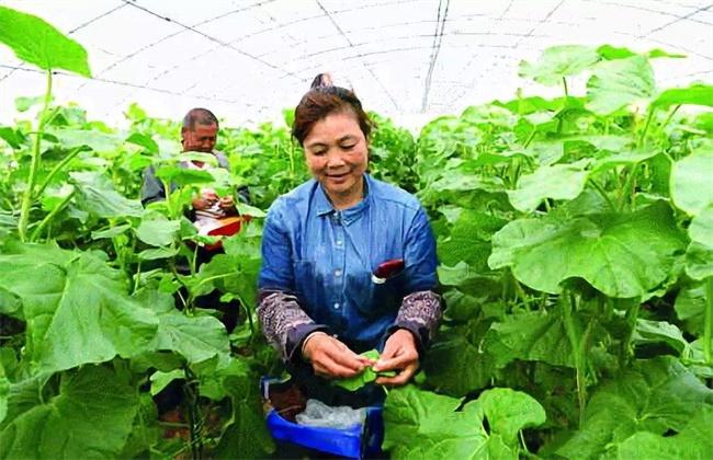 大棚南瓜种植技术视频_冷棚大棚南瓜种植技术_南瓜大棚种植技术冷棚养殖