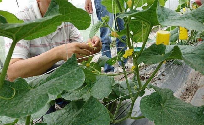 冷棚大棚南瓜种植技术_南瓜大棚种植技术冷棚养殖_大棚南瓜种植技术视频