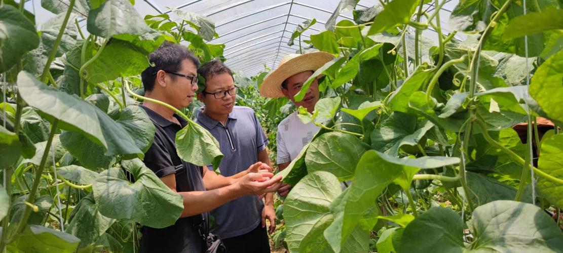 大棚南瓜种植技术视频_南瓜大棚种植技术冷棚养殖_冷棚大棚南瓜种植技术