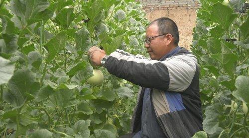 南瓜大棚种植技术冷棚养殖_大棚南瓜种植技术视频_冷棚大棚南瓜种植技术