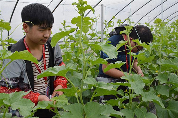 冷棚大棚南瓜种植技术_南瓜大棚种植技术冷棚养殖_大棚南瓜种植技术视频