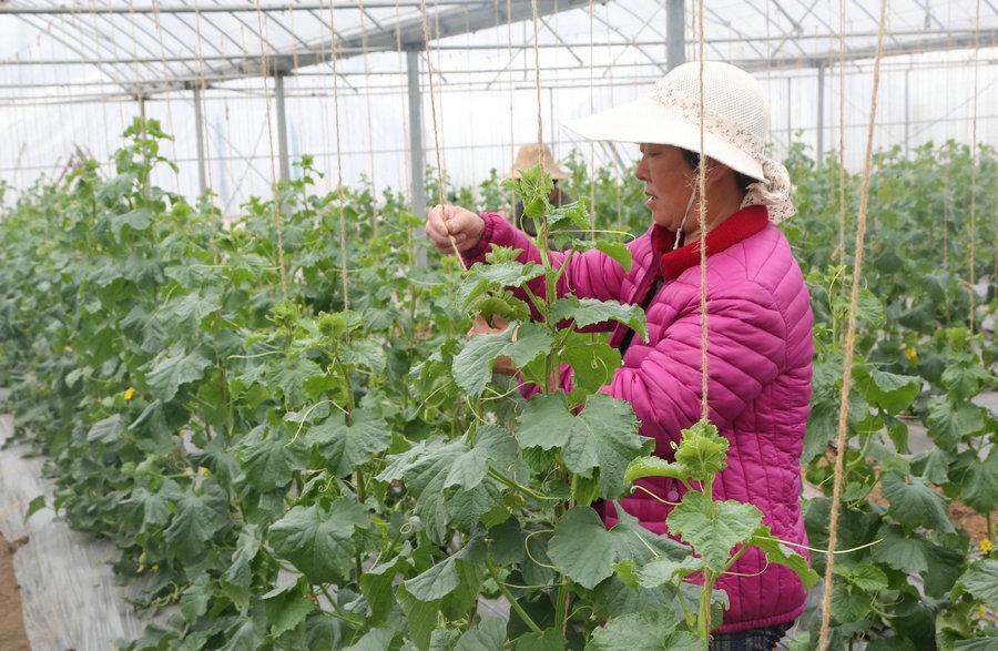 南瓜大棚种植技术冷棚养殖_大棚南瓜种植技术视频_冷棚大棚南瓜种植技术