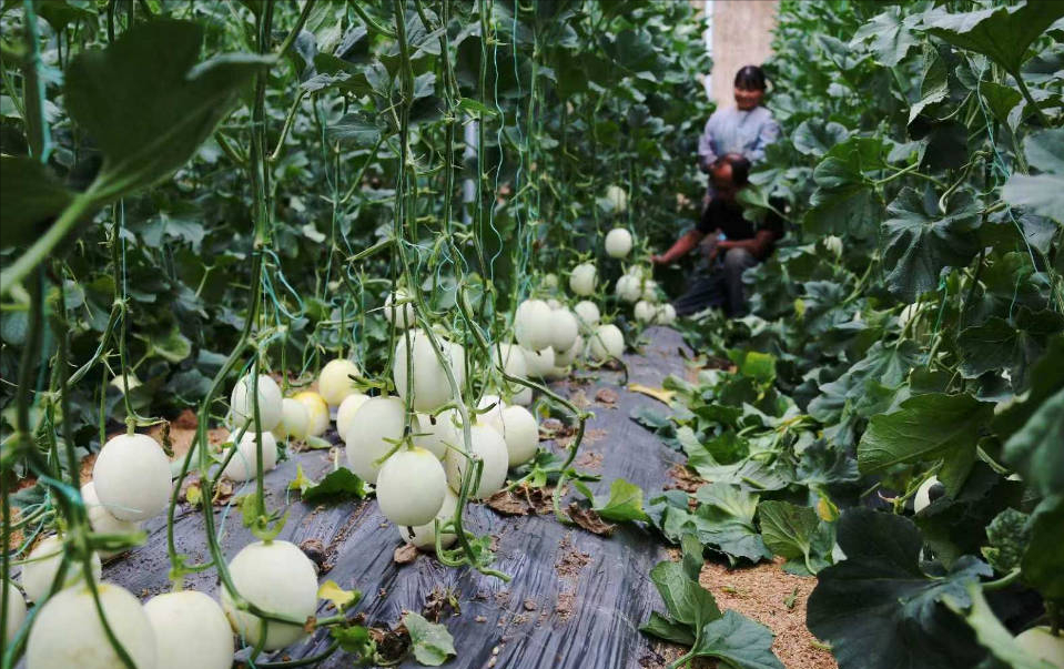 南瓜大棚种植技术冷棚养殖_大棚南瓜种植技术视频_冷棚大棚南瓜种植技术