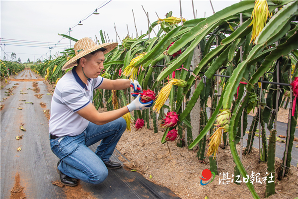 致富经种果树_免费种植致富果_致富种植视频全集