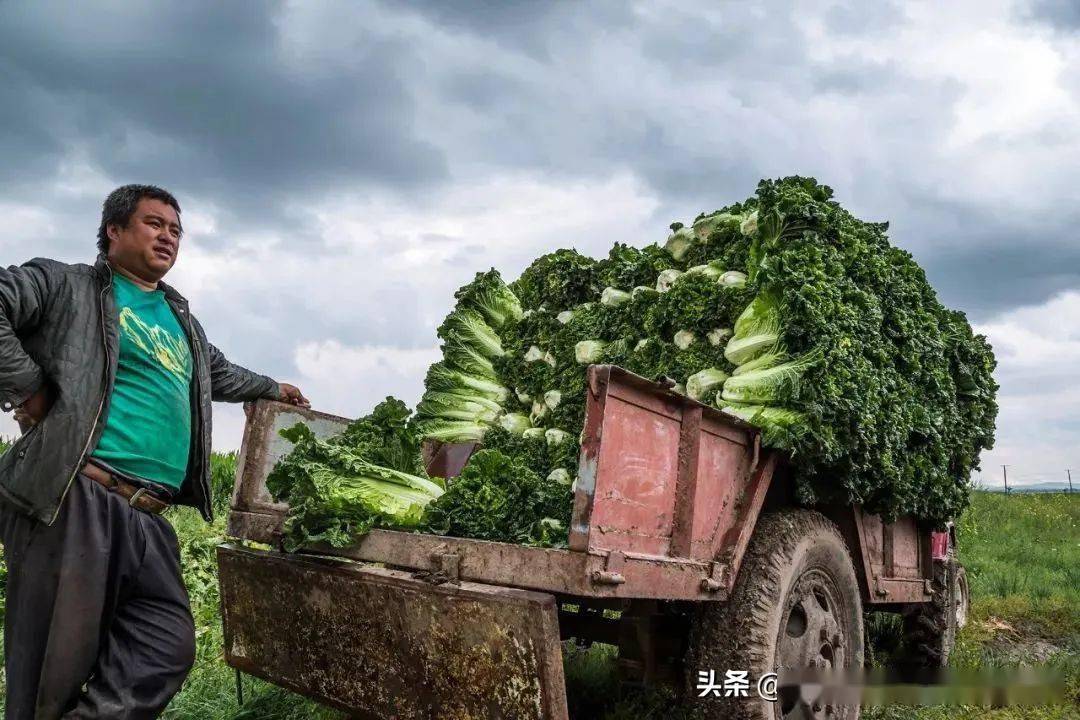 大棚圆白菜什么时间定制_大棚种植技术圆白菜技术要点_大棚圆白菜种植技术