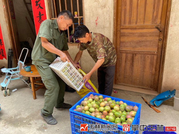 致富经百香果上思县_致富经百香果上思县_致富经百香果上思县