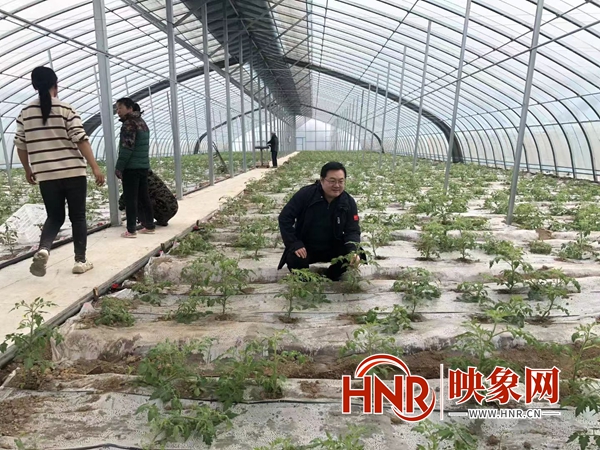 致富经平菇种植视频_种平菇致富_致富经平菇栽培