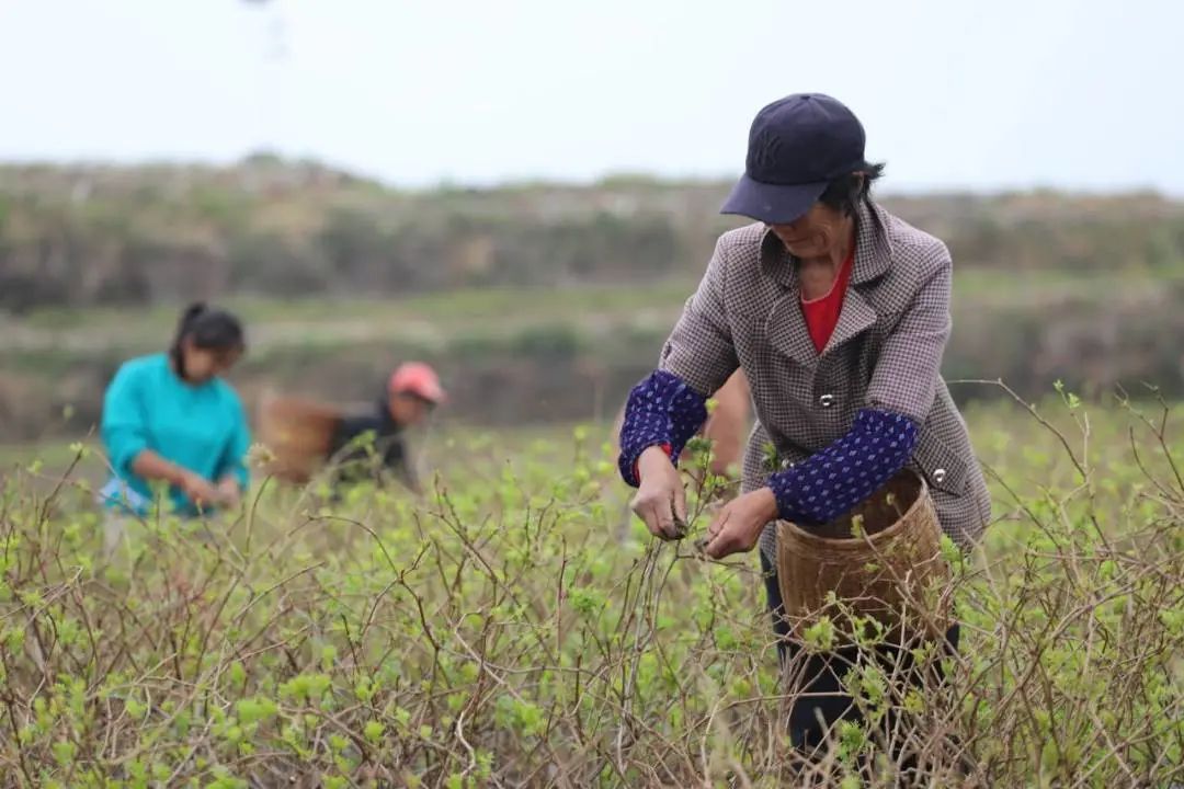 致富好项目种植_种植高端茶致富_致富种植什么比较赚大钱