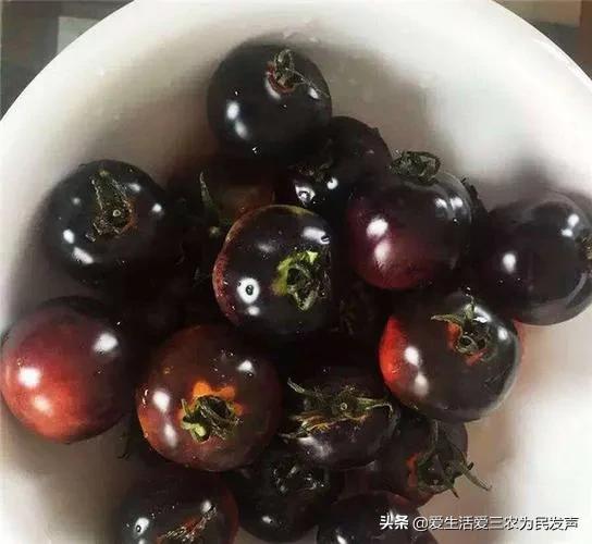 致富能种植农村农业吗_农村种植什么能致富_致富能种植农村水稻吗