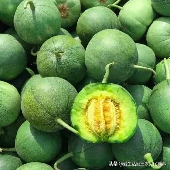 致富能种植农村水稻吗_农村种植什么能致富_致富能种植农村农业吗