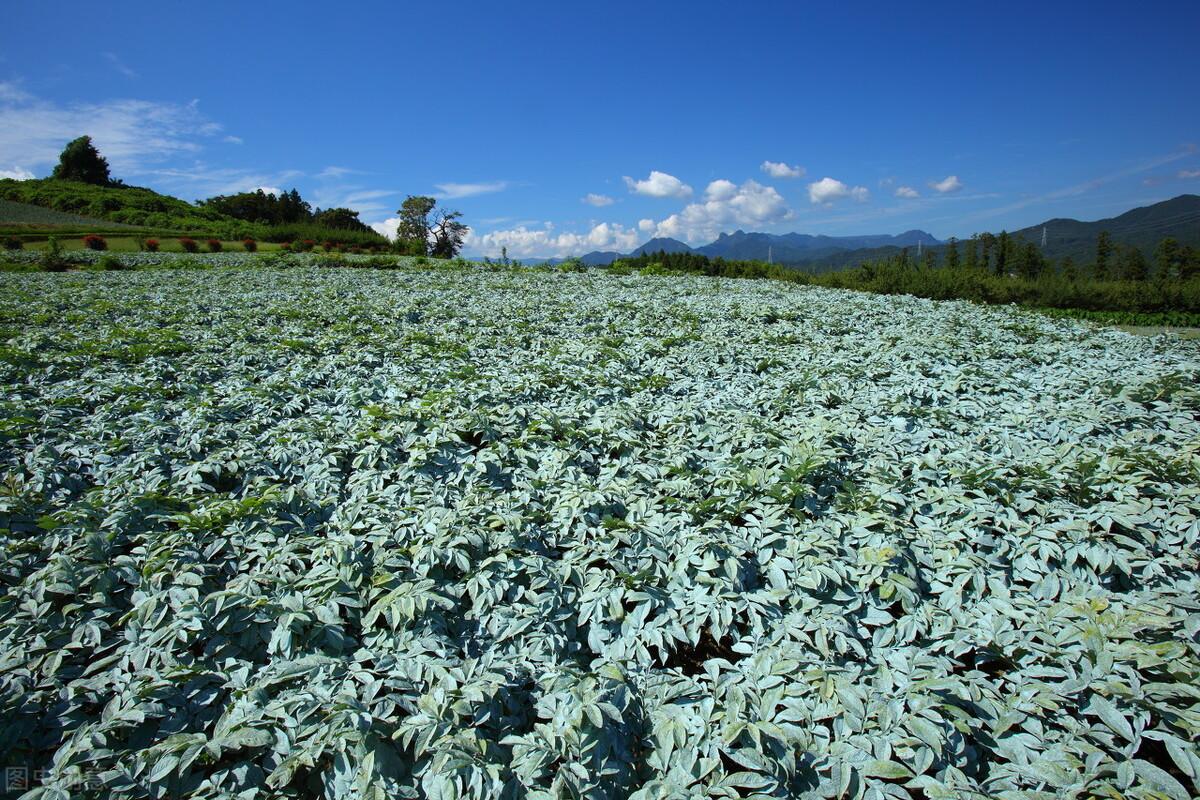 农村种植什么能致富_致富能种植农村水稻吗_致富能种植农村土地吗