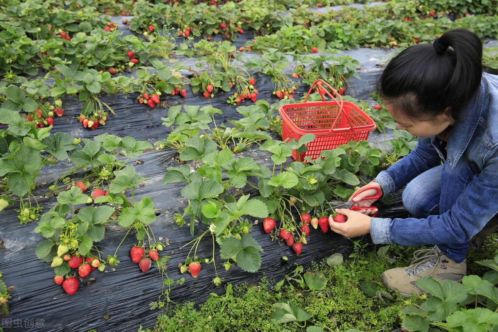 致富能种植农村水稻吗_致富能种植农村土地吗_农村种植什么能致富