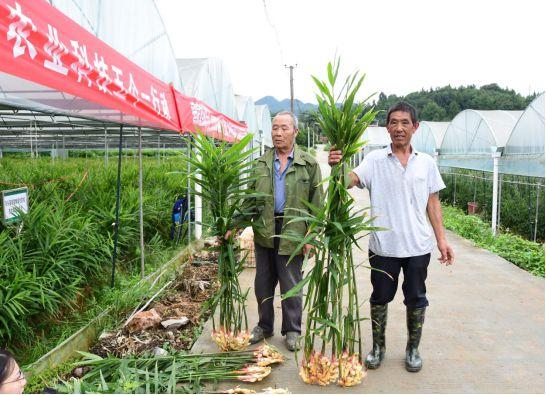 致富经仔姜种植技术视频_仔姜高产种植_种姜致富骗局