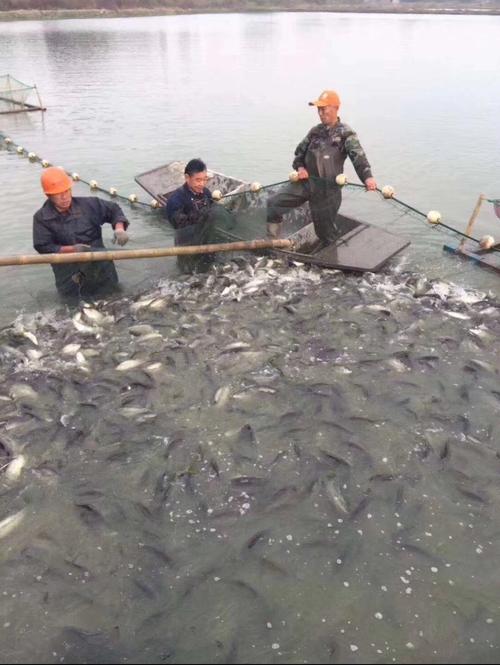 鲈鱼水花怎么养殖技术_网箱鲈鱼水花养殖技术_养殖水花鲈鱼网箱技术视频